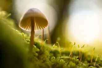 Drobná houba rostoucí v mechu